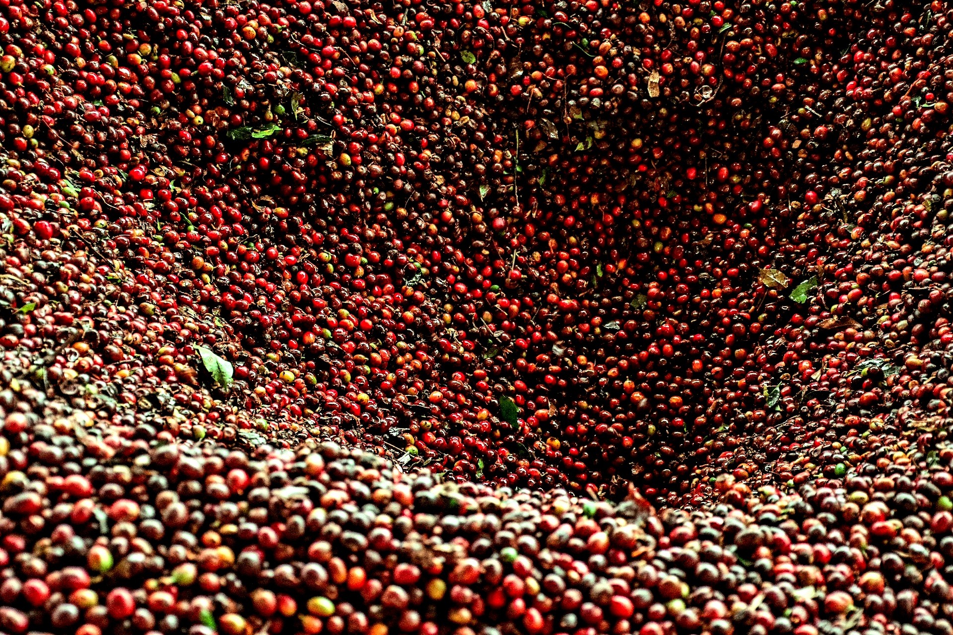 Freshly harvested coffee cherries gathered after picking