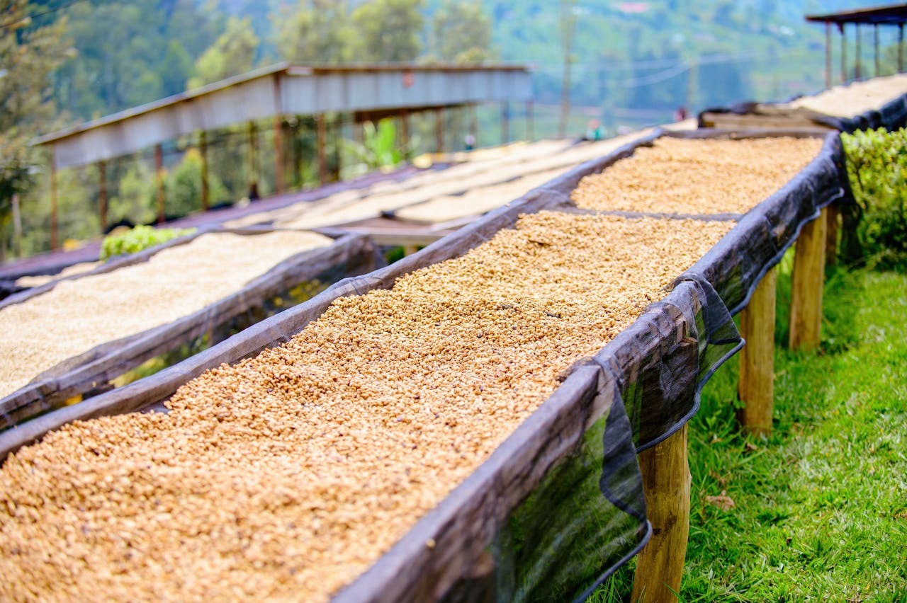 Coffee drying on raised beds in the open air