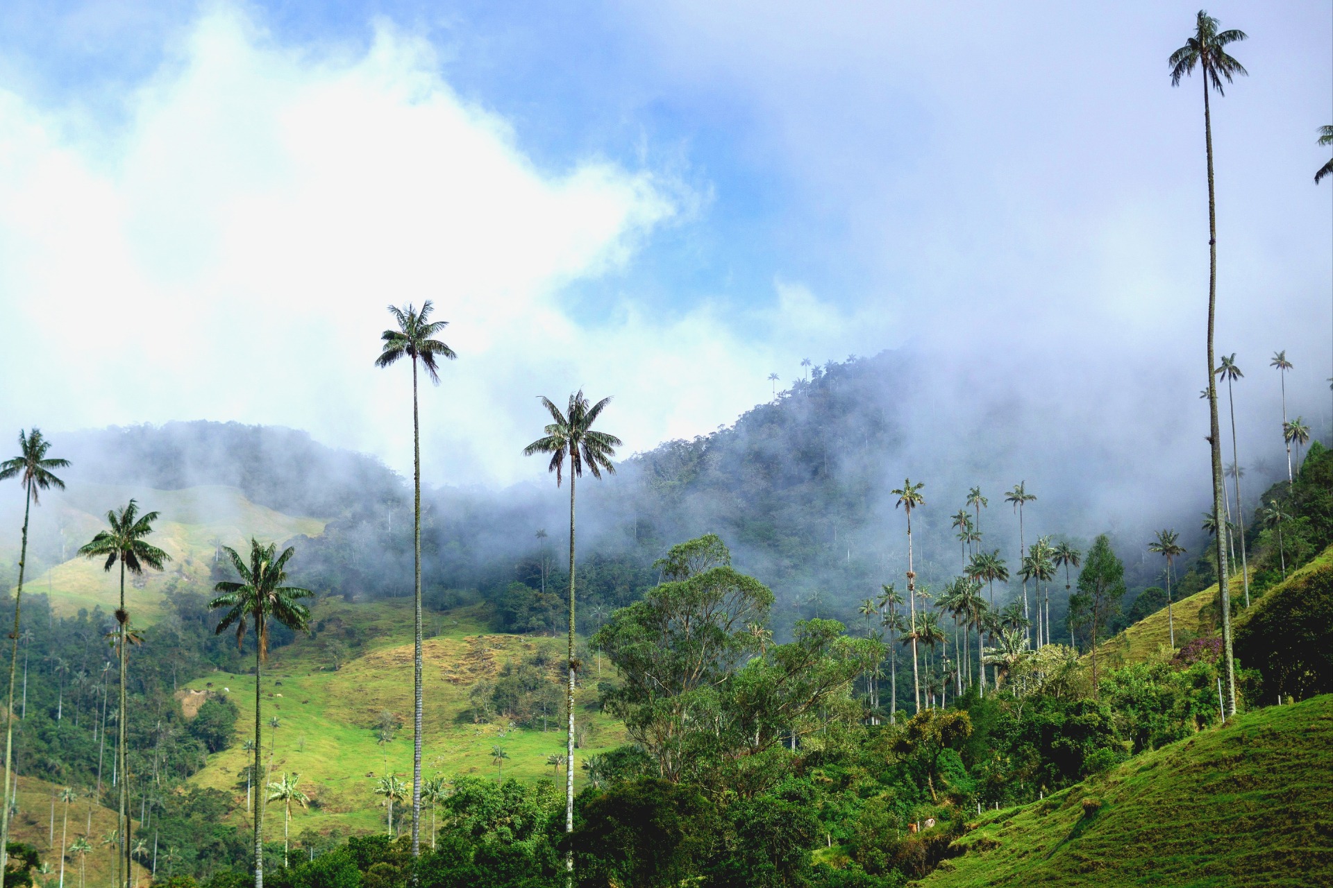 Wax palms emerging from mountain mist