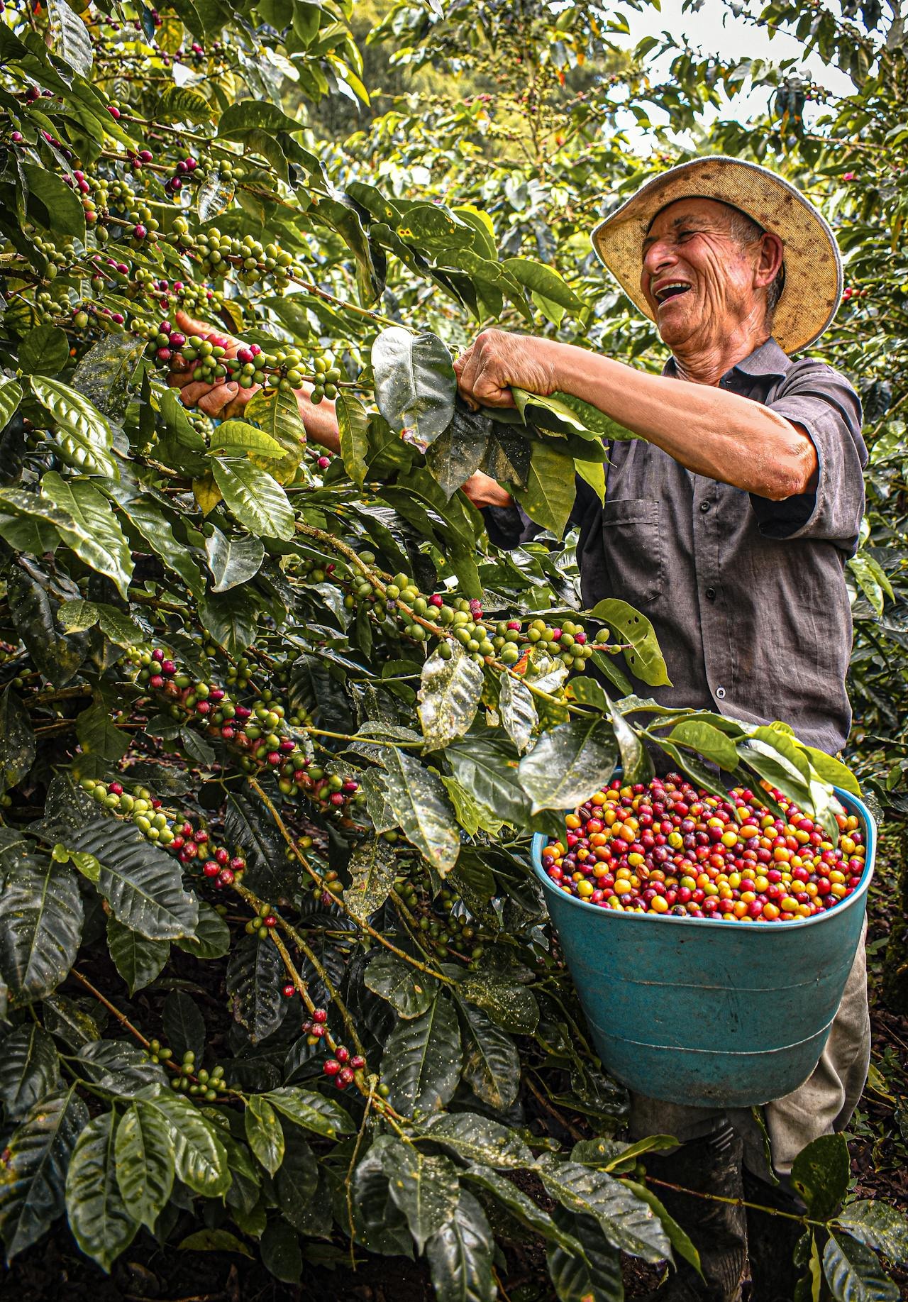 Coffee grower harvesting cherries with a smile
