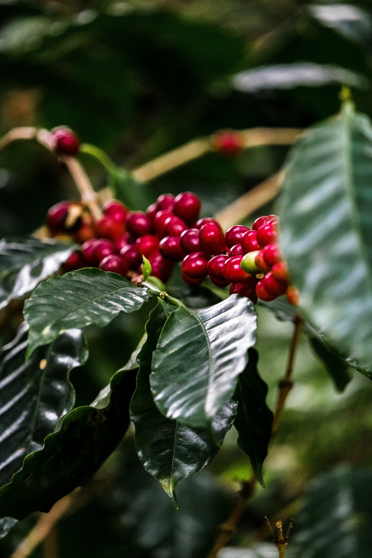 Ripe coffee cherries glowing beneath a dark green canopy