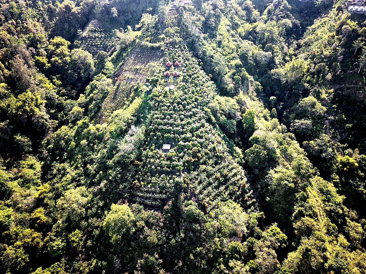 Aerial view of coffee plots carved into the forested Sierra Nevada