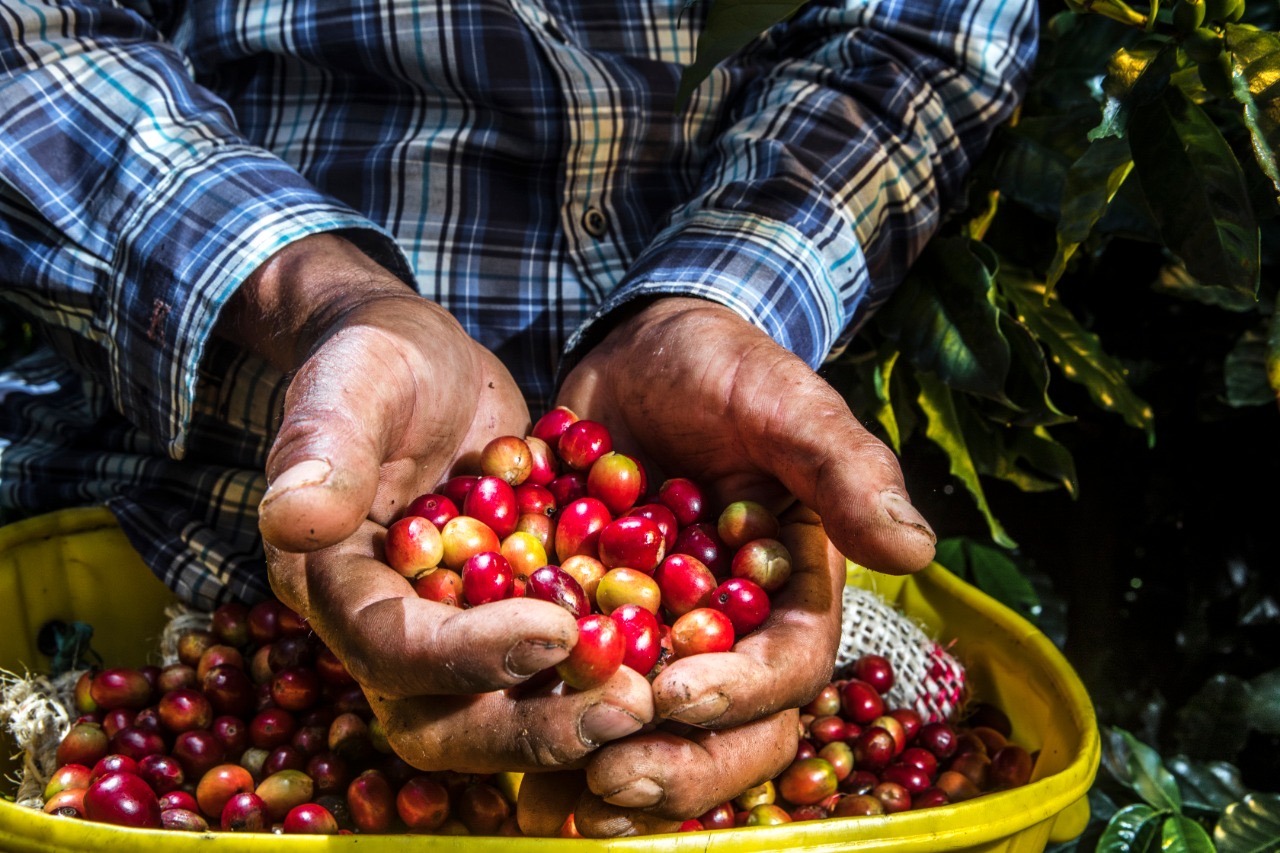 Hands presenting freshly picked coffee cherries during harvest